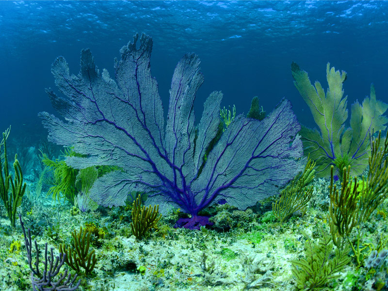 Andros Barrier Reef