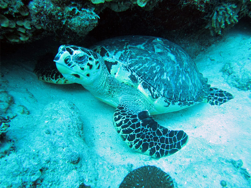 Belize Barrier Reef