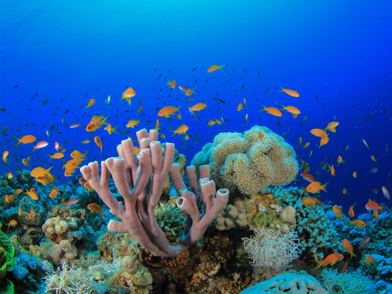 Red Sea Coral Reef