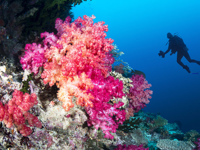 Taveuni Rainbow Reef