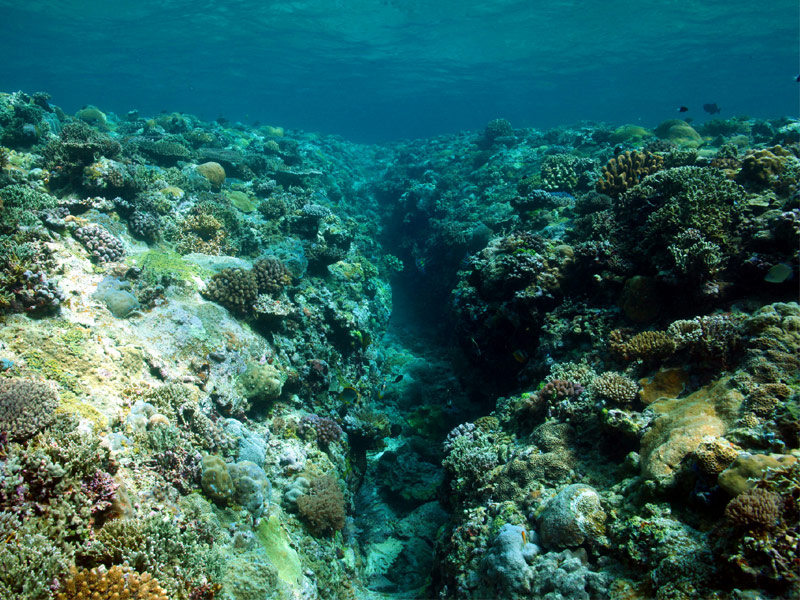 Tubbataha Reef