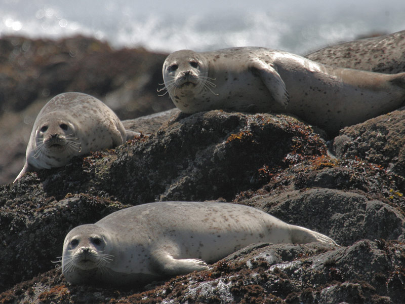 Seal Rock