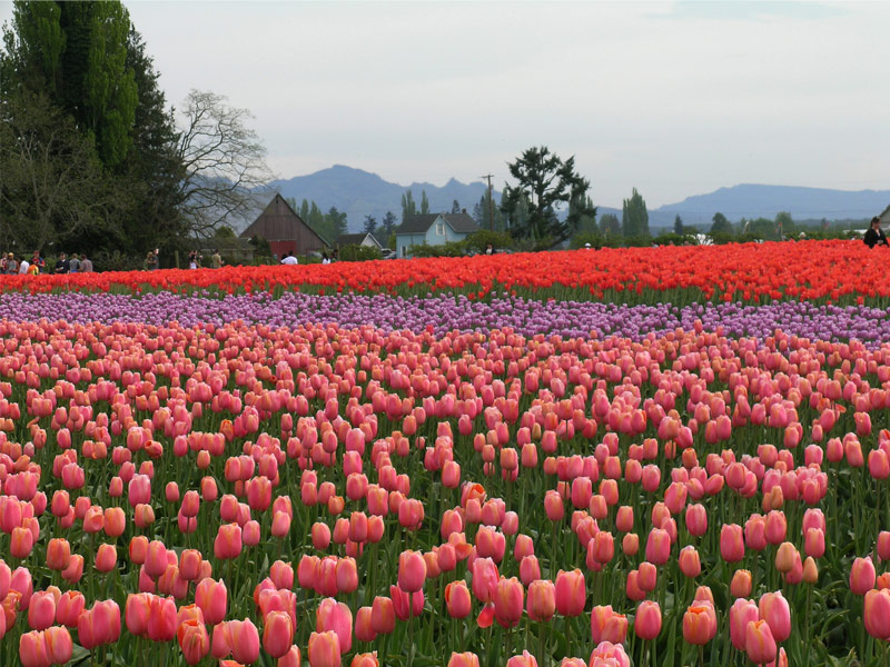 La Conner and Skagit Valley’s Tulip Festival