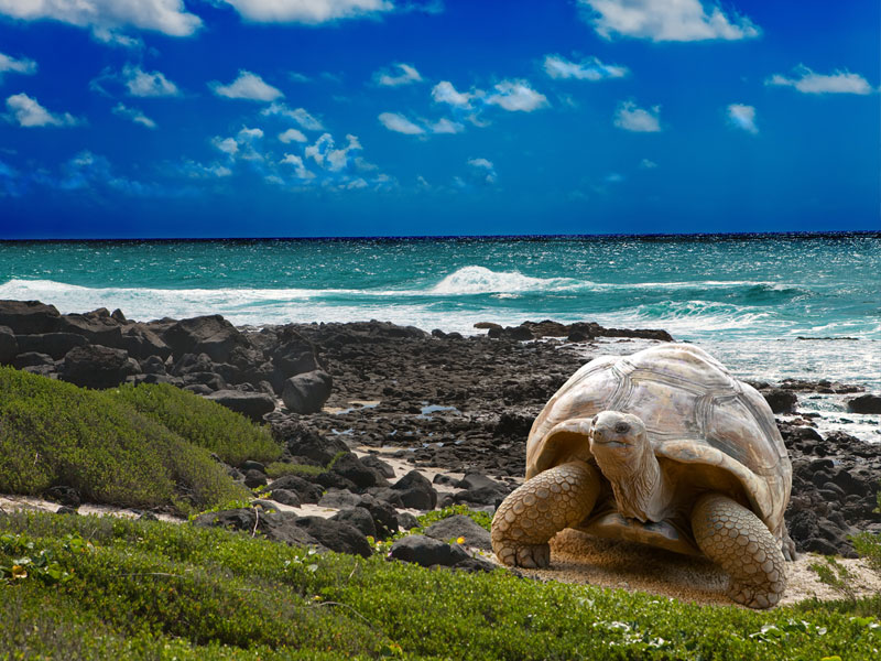 Galapagos