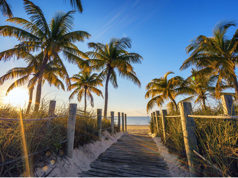 palm trees with walkway to beach