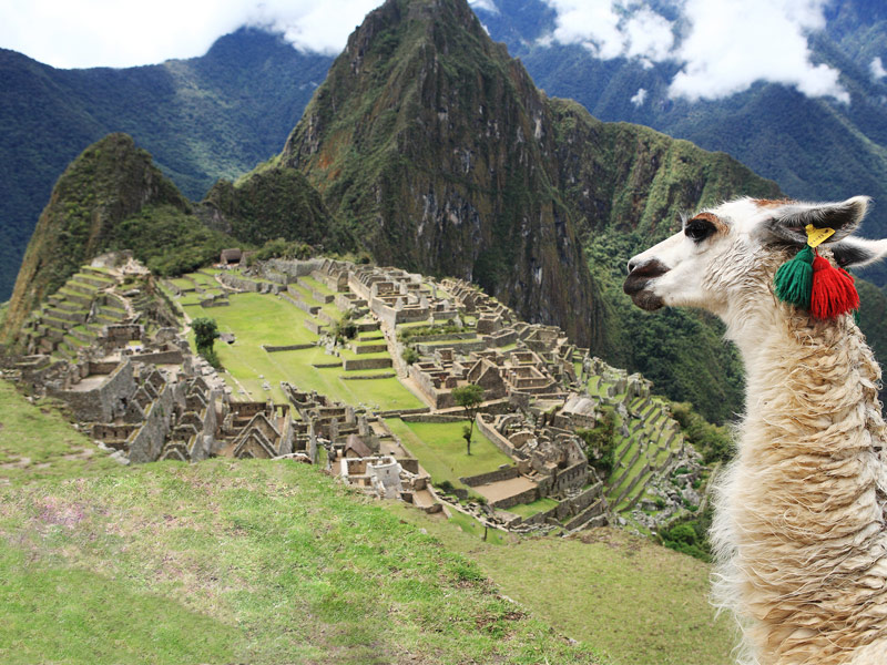 llama hiking inca trail machu picchu