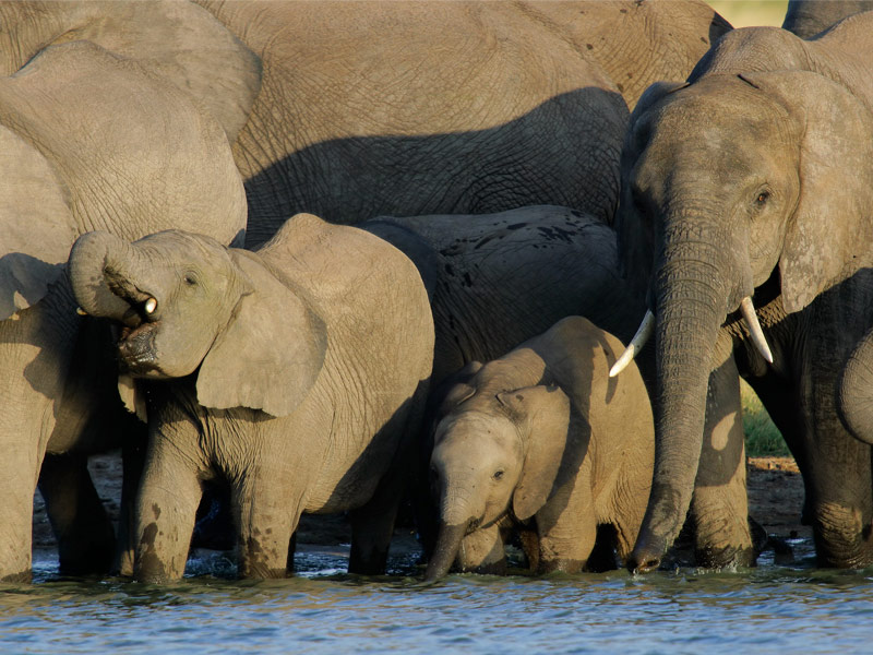 Hwange National Park, Zimbabwe