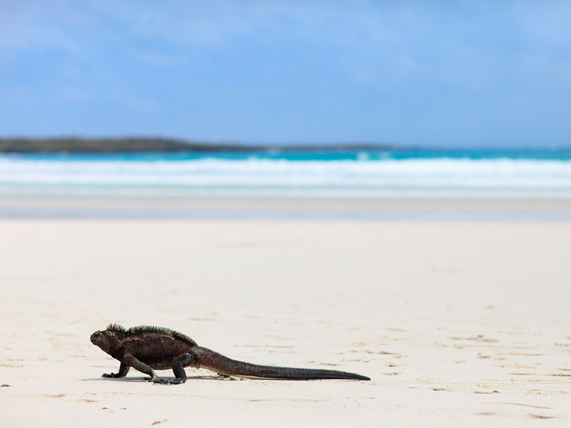 Galapagos