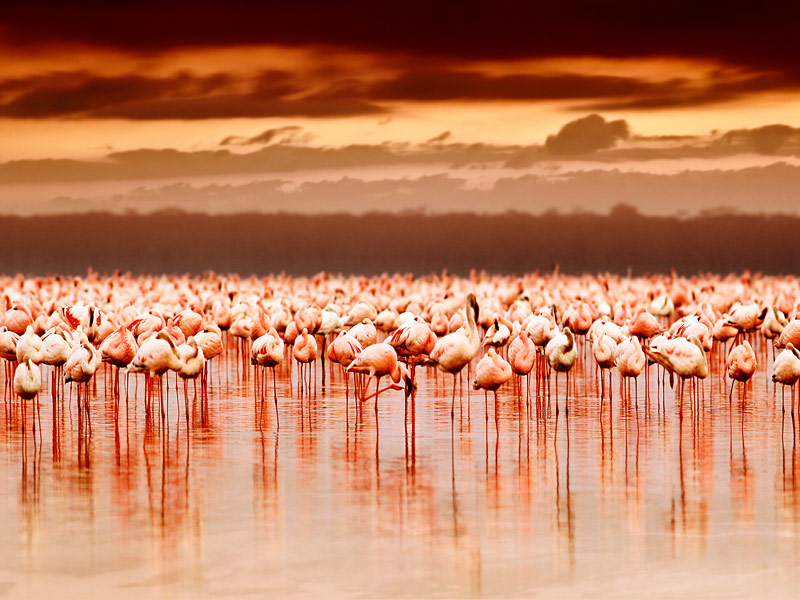 Lake Nakuru National Park, Kenya