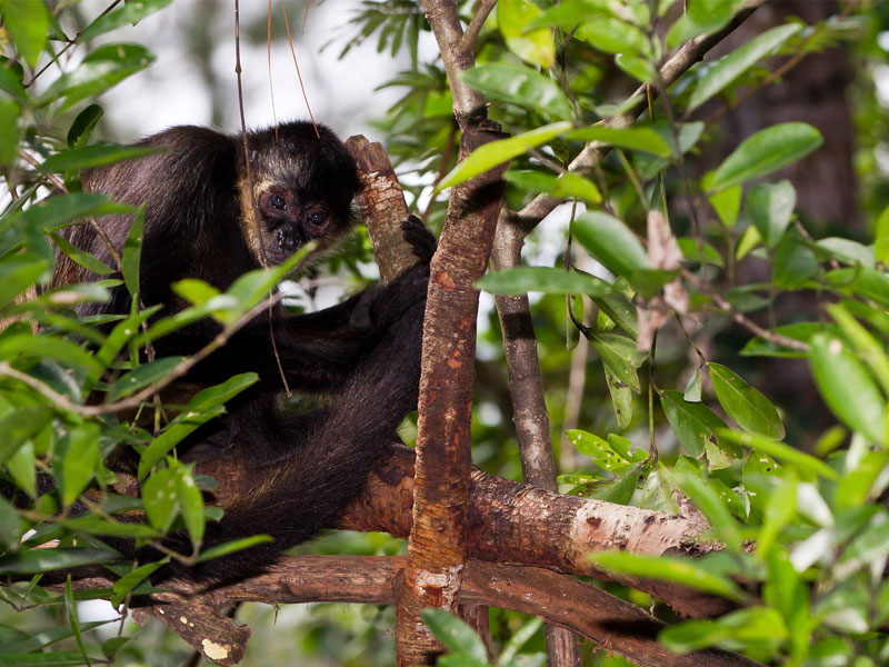 Chiquibul Forest Reserve, Belize