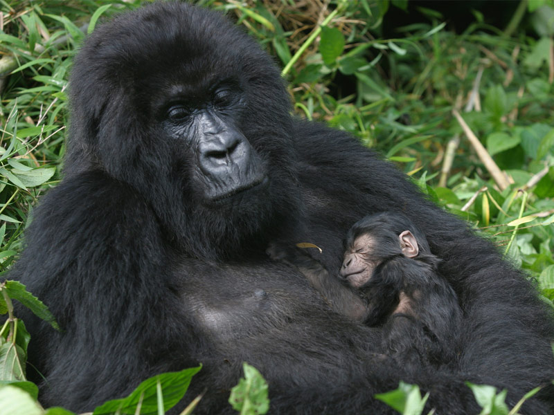 Volcanoes National Park, Rwanda