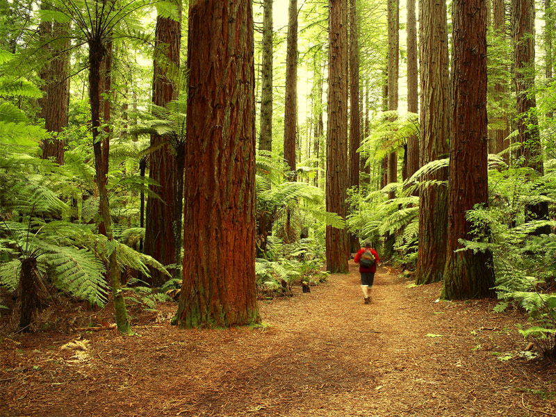 Redwood National and State Parks