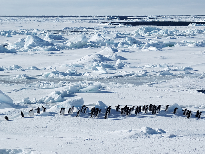 Antarctic Desert