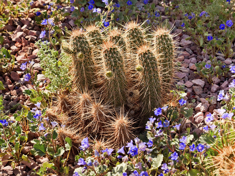 Desert Botanical Gardens