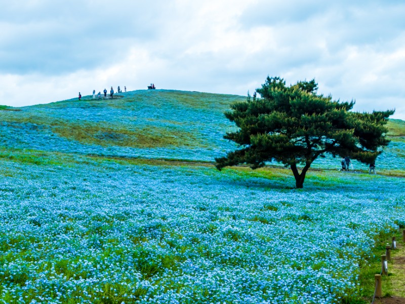 Hitachi Seaside Park, Japan