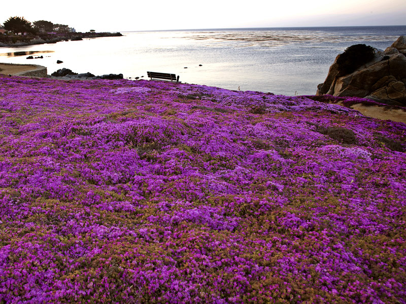 Monterey Bay, California