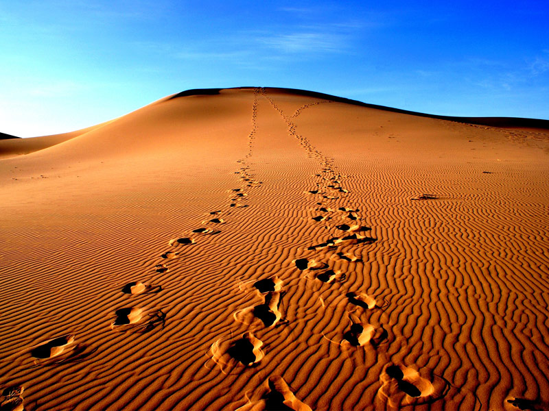 Beautiful deserts. Гоби-м. Gobi Desert. Sonoran Desert goods.