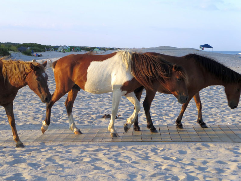 Assateague Island National Seashore