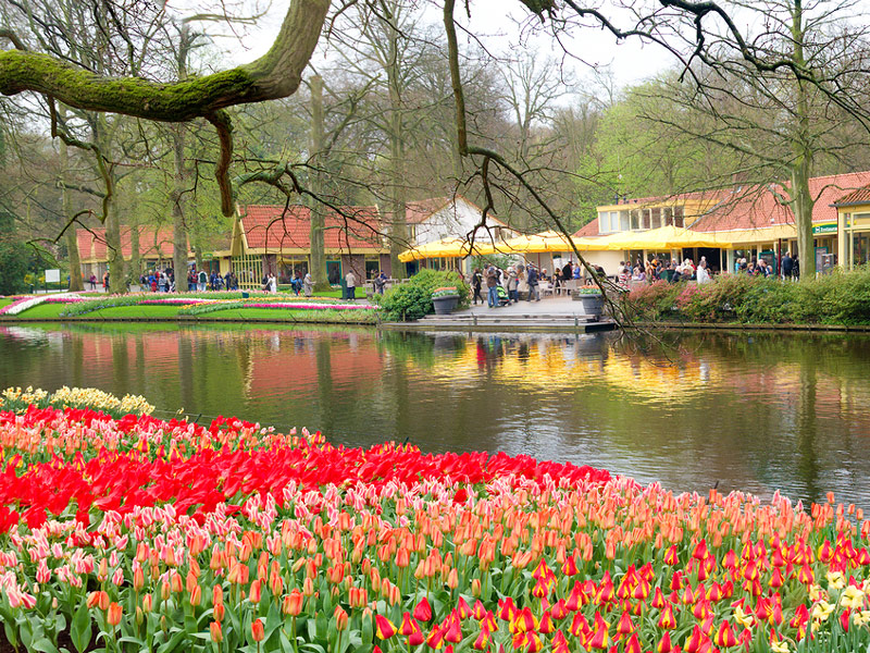 Tulips & Windmills in Holland and Belgium