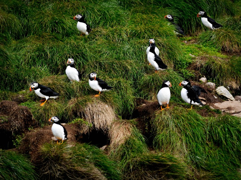 Puffins at Bay Bulls