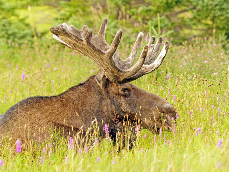 Gros Morne National Park