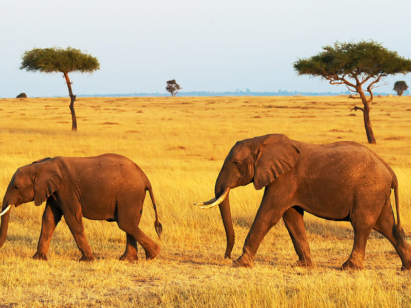 Safari in Kenya, Good Earth Tours