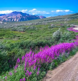 summer landscapes in Denali National Park