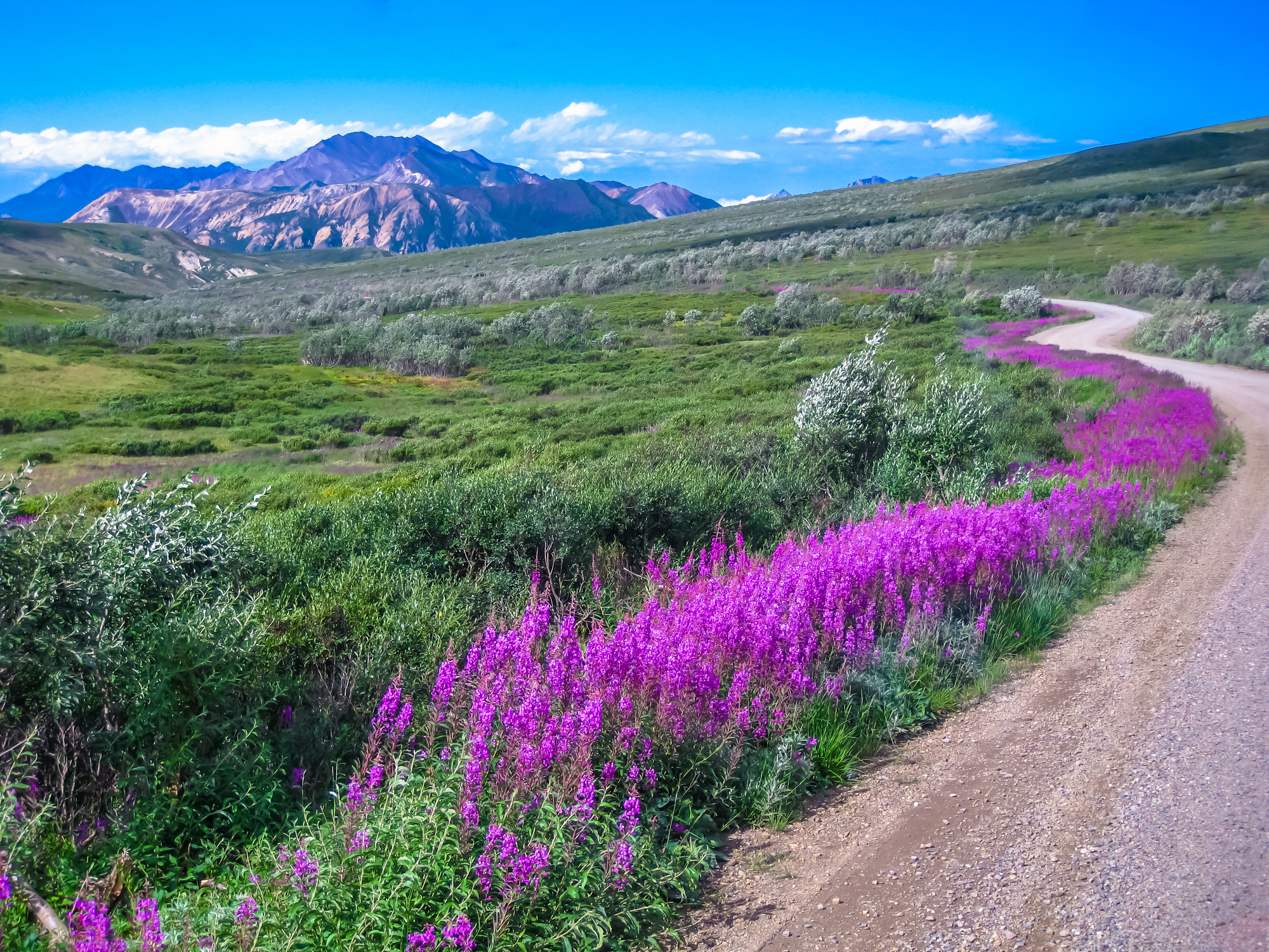 Denali National Park