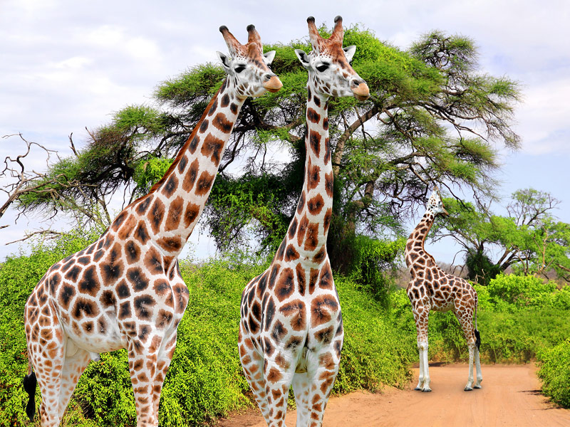  Kruger National Park, South Africa