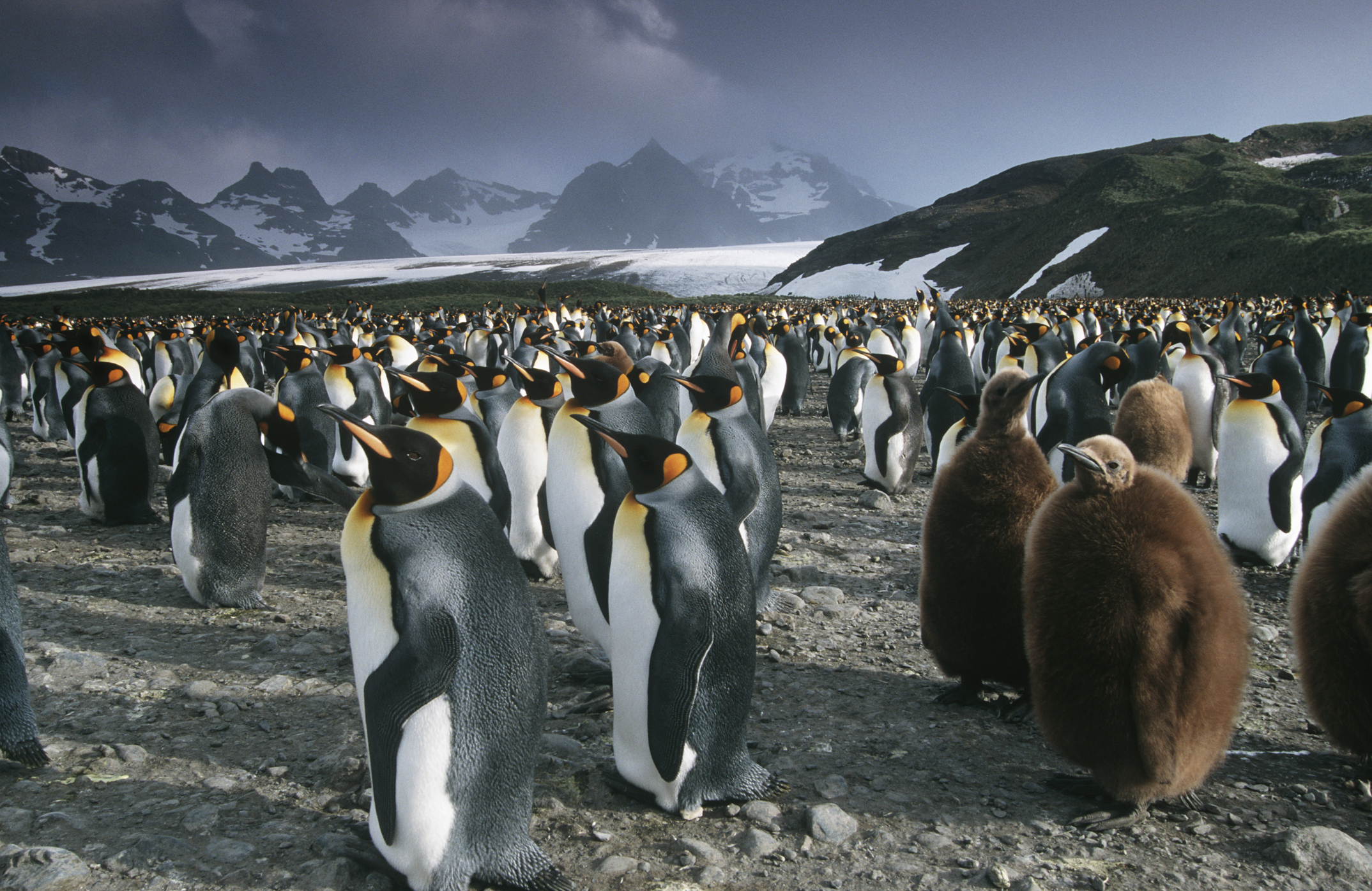 South Georgia Island