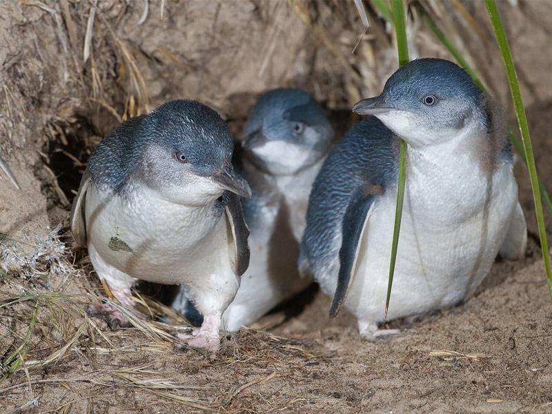 Fairy Penguins in Bicheno