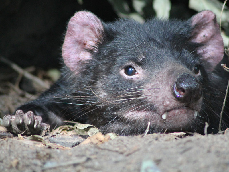 Meeting the Tasmanian Devil 