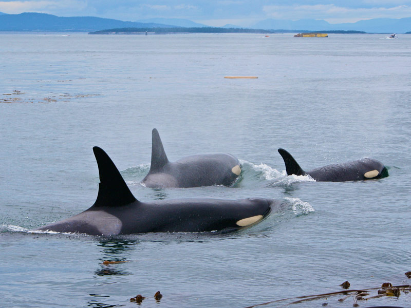  See Orcas in the Wild, San Juan Islands, Washington