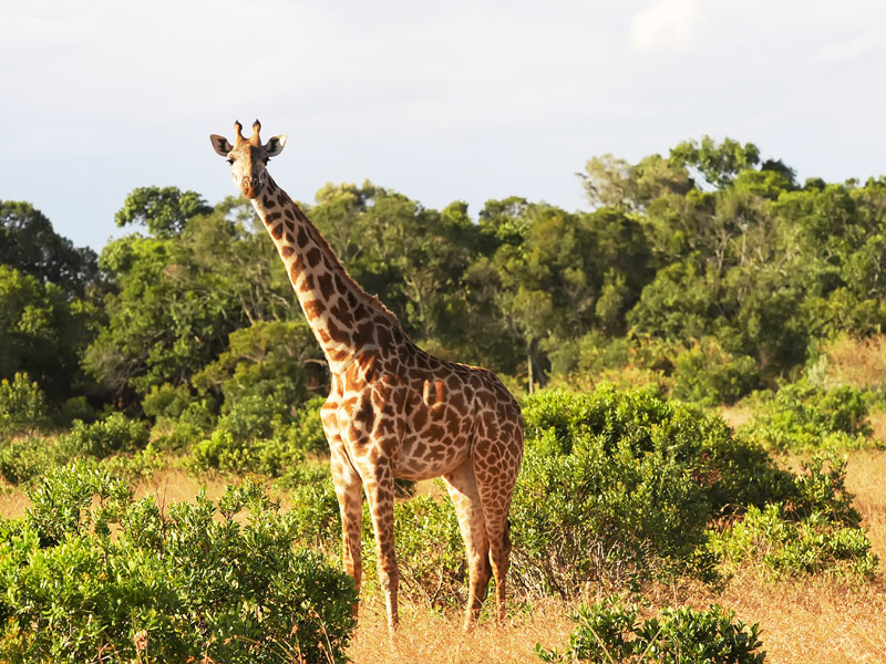 Masai Mara