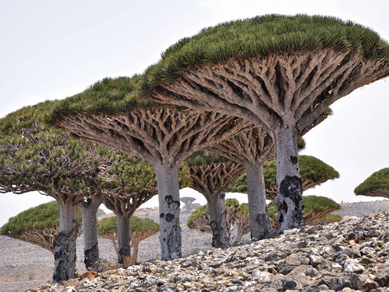 Socotra Island, Yemen