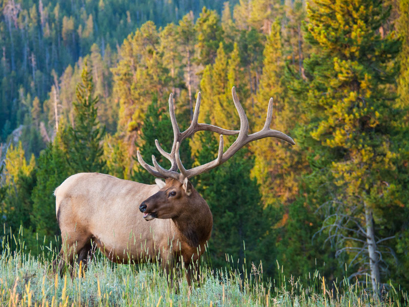 Yellowstone National Park