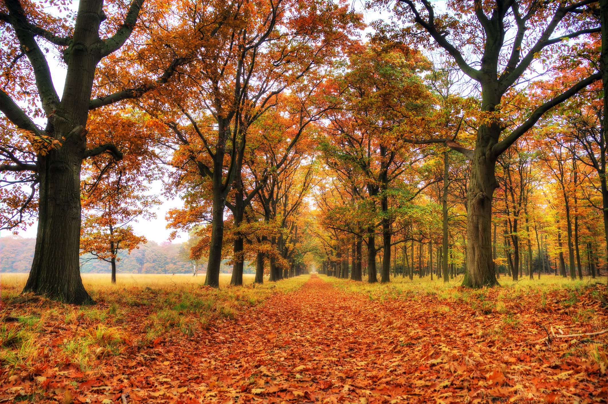 De Hoge Veluwe. Netherlands