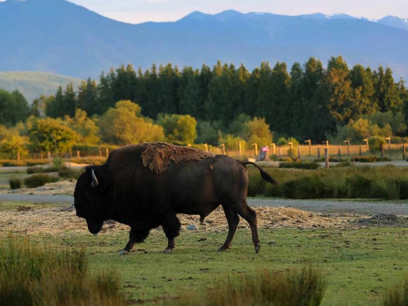 Olympic Game Farm, Sequim