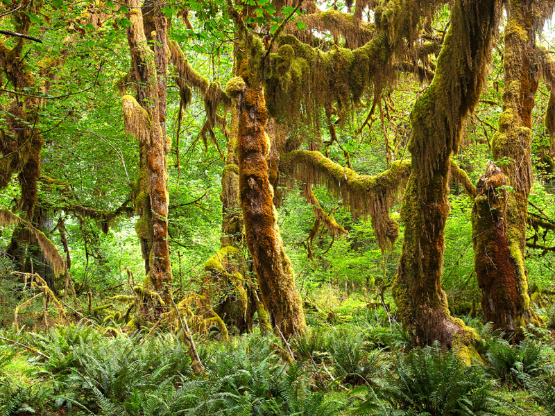 Hoh Rain Forest
