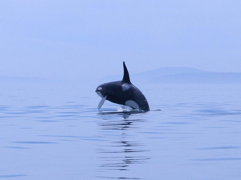 Puget Sound Express Whale Watching in Port Townsend
