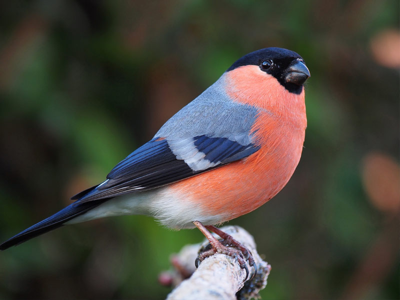 Bullfinch, In the Azores