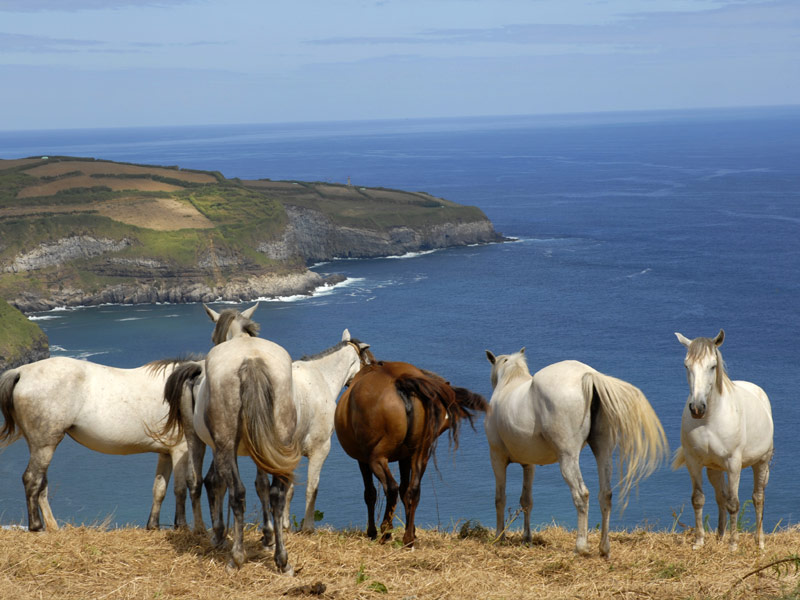 Coast of Azores