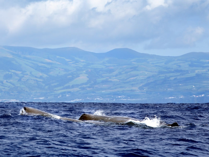 Sperm Whale, The Azores
