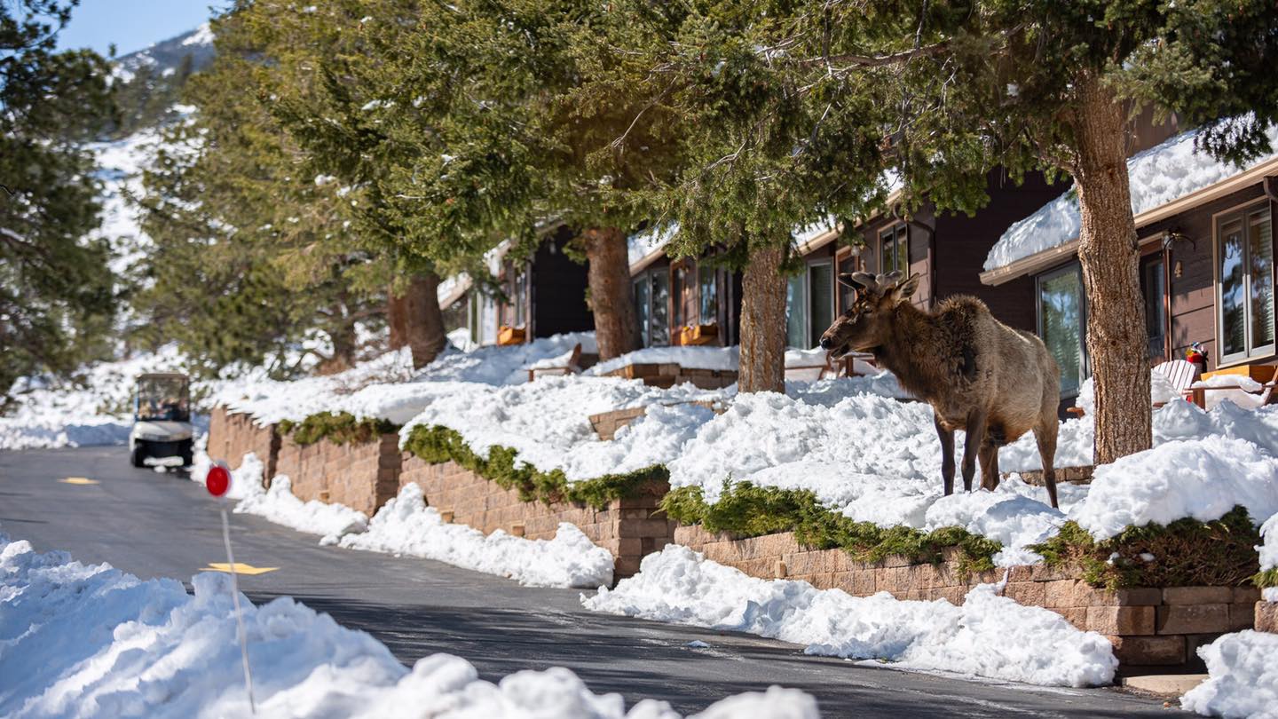 Elk at McGregor Mountain Lodge