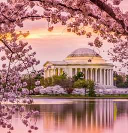 cherry blossoms and monument in washington DC