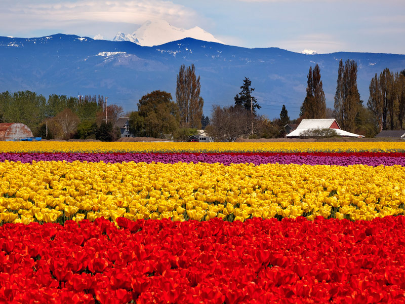 Experiencing Washington S Famous Skagit Valley Tulip Festival Trips To Discover