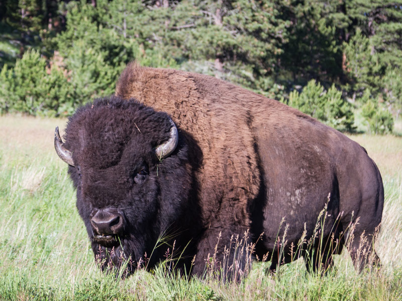 Bison