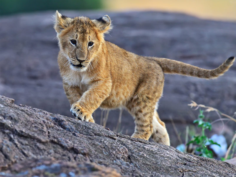 Masai Mara National Reserve, Kenya