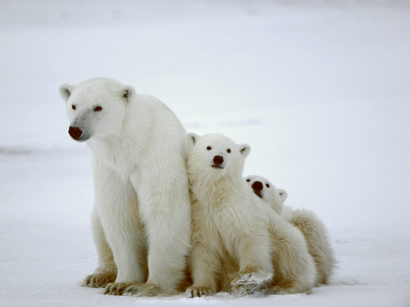 Churchill, Manitoba, Canada