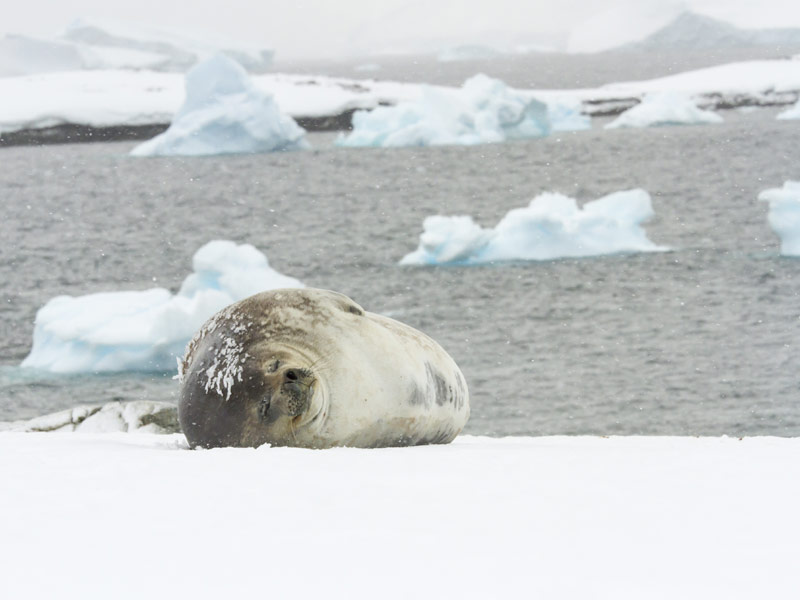 Antarctica 